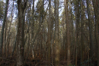 Atlantic White Cedar swamp