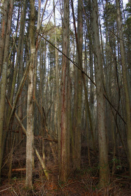 Atlantic White Cedar swamp