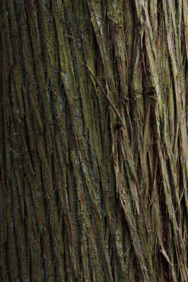 Atlantic White Cedar