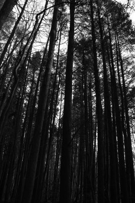 Atlantic White Cedar swamp