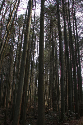 Atlantic White Cedar swamp