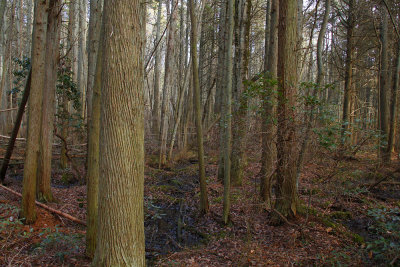 Atlantic White Cedar swamp