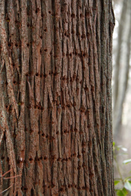 Atlantic White Cedar