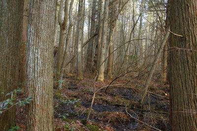 Atlantic White Cedar swamp