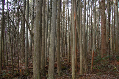 Atlantic White Cedar swamp