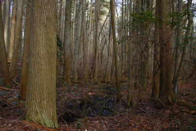 Atlantic White Cedar swamp