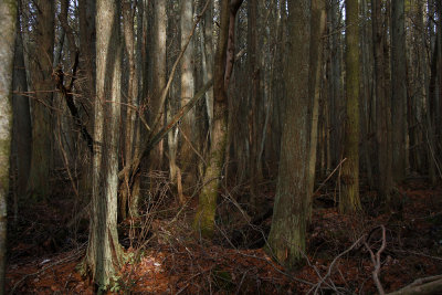 Atlantic White Cedar swamp