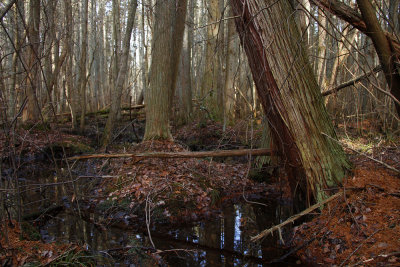 Atlantic White Cedar swamp