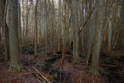 Atlantic White Cedar swamp