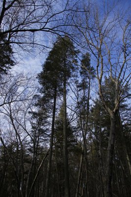 Atlantic White Cedar swamp