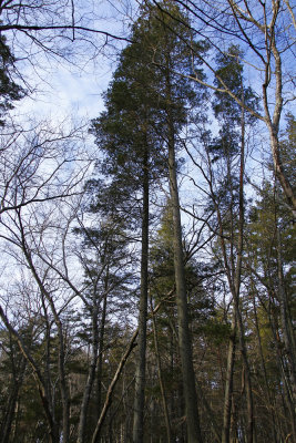 Atlantic White Cedar swamp
