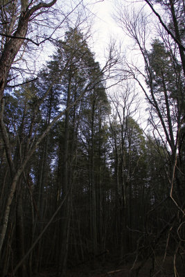 Atlantic White Cedar swamp