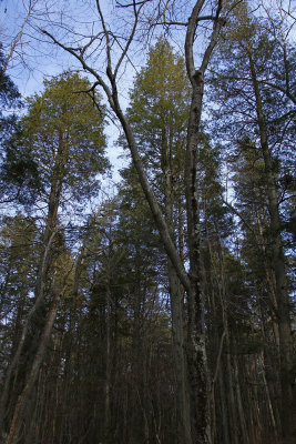 Atlantic White Cedar swamp