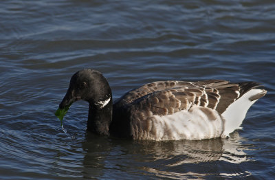 Atlantic Brant