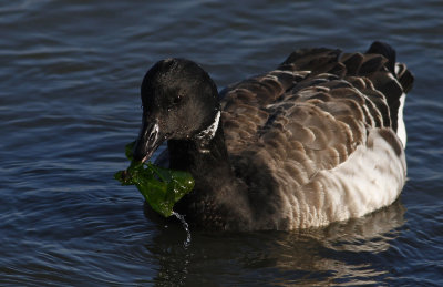 Atlantic Brant