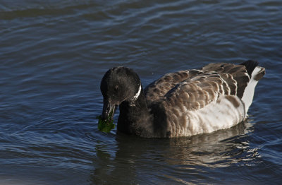 Atlantic Brant