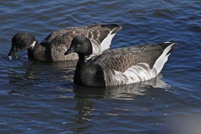 Atlantic Brant
