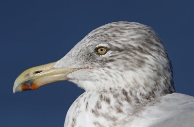 Herring Gull