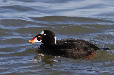Surf Scoter