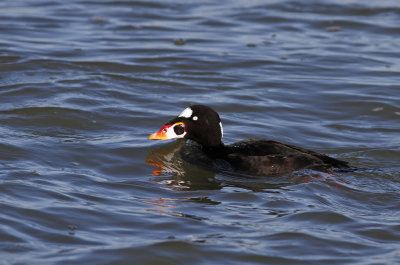 Surf Scoter