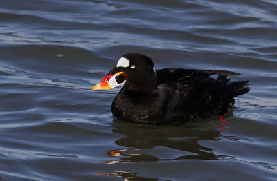 Surf Scoter
