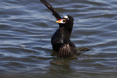 Surf Scoter