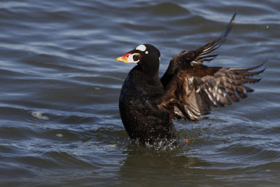 Surf Scoter