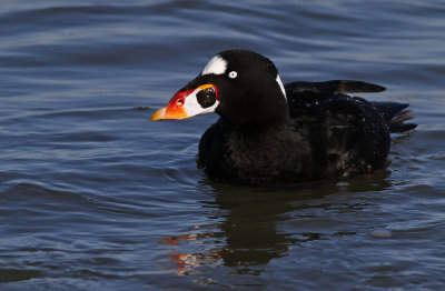 Surf Scoter