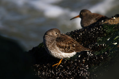 Purple Sandpiper