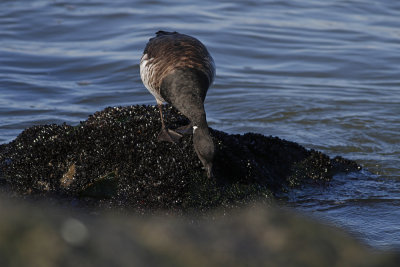 Atlantic Brant