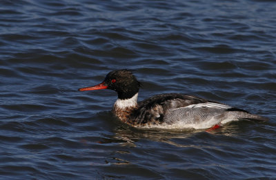 Red-breasted Merganser