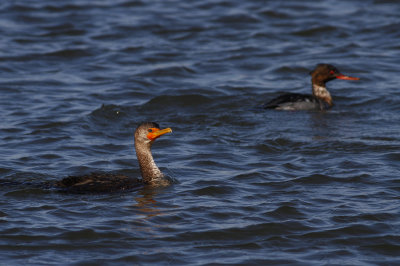 Double-crested Cormorant and Red-breasted Merganser