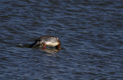 Red-breasted Merganser