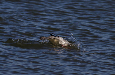 Red-breasted Merganser