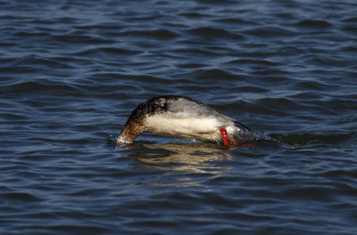 Red-breasted Merganser