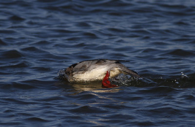 Red-breasted Merganser
