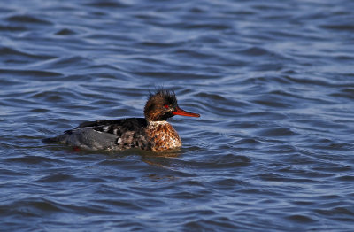 Red-breasted Merganser