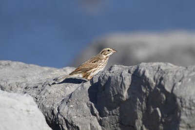 Ipswich Savannah Sparrow