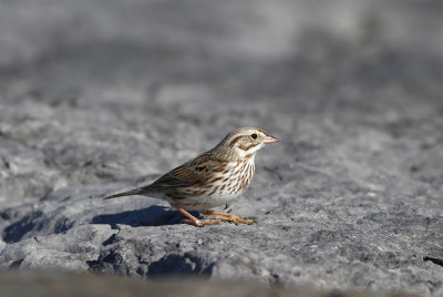 Ipswich Savannah Sparrow