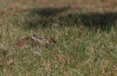 Eastern Cottontail