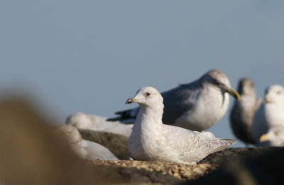 Iceland Gull and friends