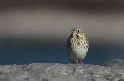 'Ipswich' Savannah Sparrow