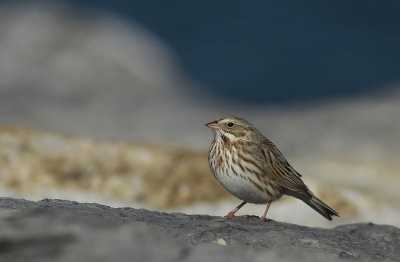'Ipswich' Savannah Sparrow