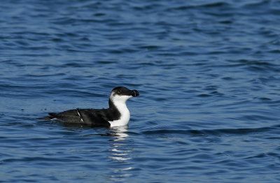 Razorbill (adult)