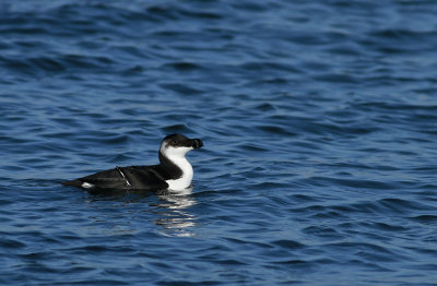 Razorbill (adult)