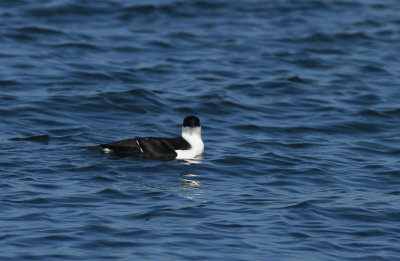 Razorbill (adult)