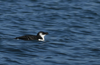 Razorbill (adult)