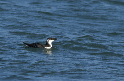 Razorbill (juvenile)