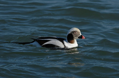 Oldsquaw (Long-tailed Duck)