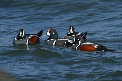 Harlequin Ducks